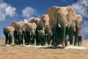 Elefant-small.jpg