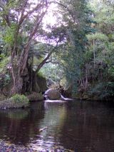 Hawaii-River.jpg