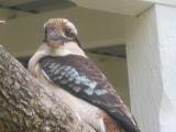 bird.jpg